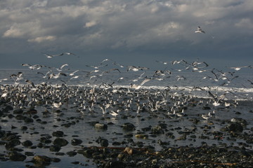 Seagulls take Flight
