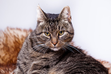 Kater auf Fell liegend