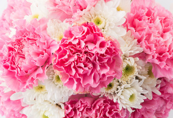 pink carnations flower