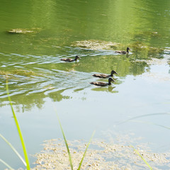 A flock of wild ducks swimming on the lake