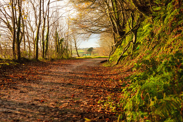 Autumn Pathway. Landscape with the autumnal forest.