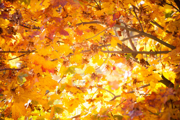 autumn leaves fall trees nature background