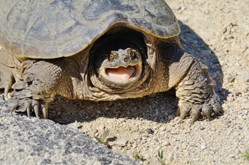 Fototapeta premium Partial snapping turtle actually snapping