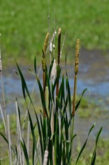 Reeds of cattails in Horicon Marsh