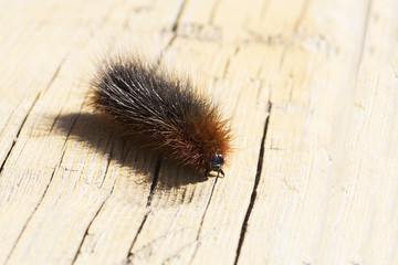 Caterpillar of Garden tiger moth