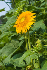 Sunflower