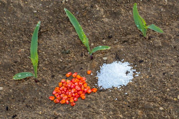 Young corn and seeds and fertilizers