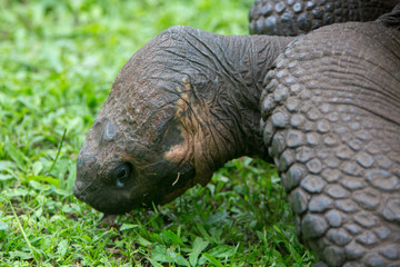 Giant Galapagos land turtle