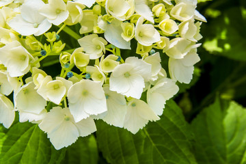 White Hydrangea
