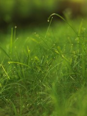 grass with dew drops
