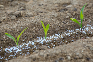 Young corn and fertilizers