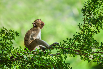 Monkey lonely sitting on a tree
