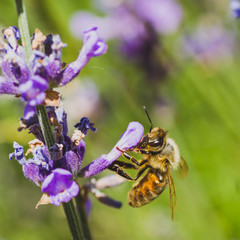 Macro of a worker be on a lupine. 