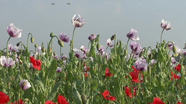 Flowering poppy field