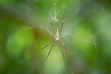 Spiders