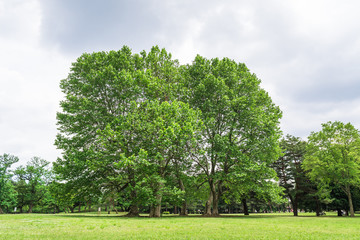 Fototapeta na wymiar 大きな木