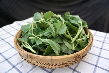 green baby kale in the basket