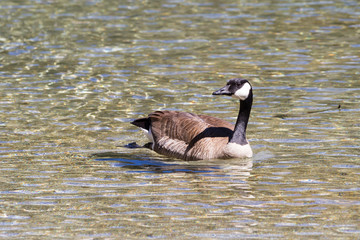 Obraz premium Canadian goose