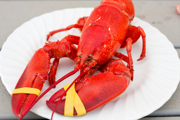 fresh cooked whole lobster 