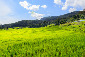 Fototapeta premium Green Terraced Rice Field in Mae Klang Luang , Mae Chaem, Chiang Mai, Thailand