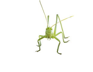 green grasshopper