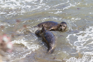 Seals playing o the beach