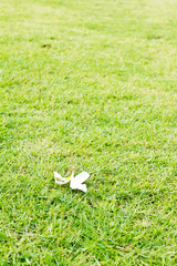 White flower on grasses background