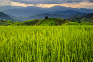 Fototapeta premium Green Terraced Rice Field in Pa Pong Pieng , Mae Chaem, Chiang Mai, Thailand