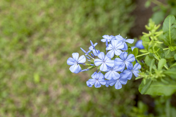 Blue Plumbago auriculata flower with space on background