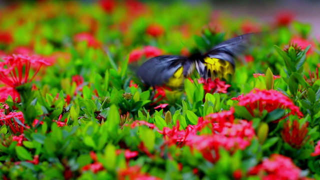 Butterflies are flying to suck nectar from flowers in red. In the evening, before sunset.