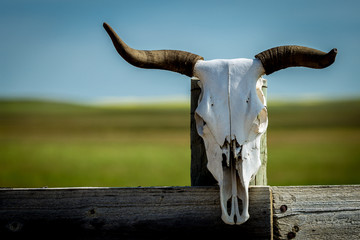 Bleached bull skull on the Alberta prairie