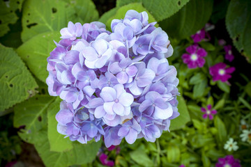 Fresh purple Hydrangea flower at the garden in cloudy day