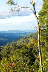 Mountain view of the Gold Coast Hinterlands in the late afternoon.