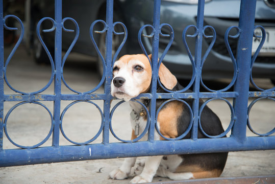 Beagle Dog Waiting The Owner Back Home