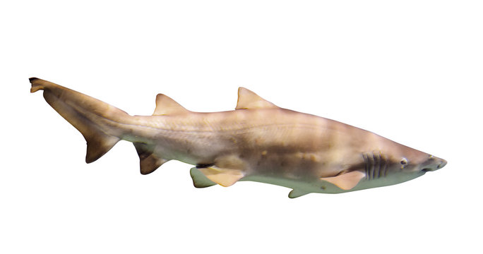 large shark over white