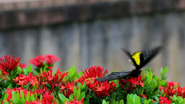 Butterflies are flying to suck nectar from flowers in red. And the nectar of flowers Ahmadinejad Gaysorn.