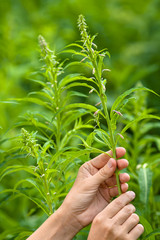 hands gathering flowers of willow-herb, closeup
