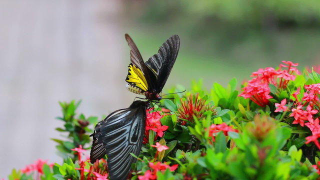 Butterflies are flying to suck nectar from flowers in red. And tease each other.