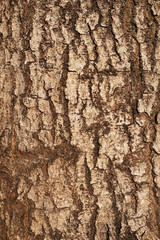 Tree bark texture,abstract background and texture