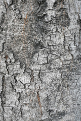 Tree bark texture,abstract background and texture
