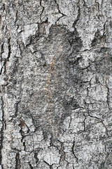 Tree bark texture,abstract background and texture