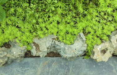Natural background green garden with stone floor
