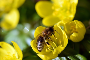 Bee on winter aconite (Winterling)