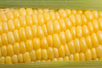 生のトウモロコシ