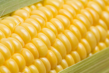 生のトウモロコシ