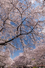 上野公園の桜並木
