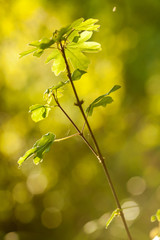 ramoscello di quercia con foglie nella luce del tramonto. Bokeh sullo sfondo