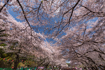 上野公園の桜並木