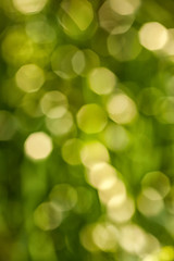 Obraz premium Sfondo verde scuro . Bokeh di luce solare che penetra tra le foglie degli alberi. Immagine verticale