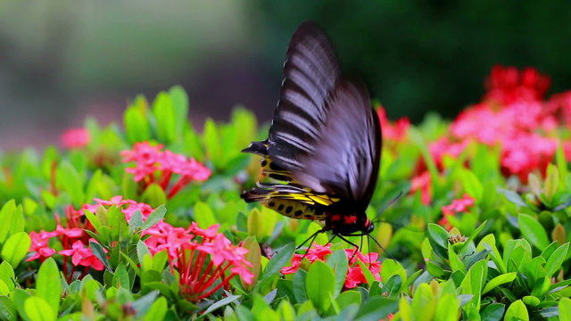 Butterflies are flying to suck nectar from flowers in red. And the nectar of flowers Ahmadinejad Gaysorn.